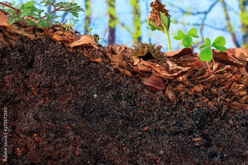 Beech sprout and clover emerging from the topsoil of a cambisol  - obrazy, fototapety, plakaty 