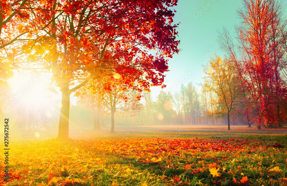 Autumn Landscape. Fall Scene. Trees and Leaves in Sunlight Rays - obrazy, fototapety, plakaty 