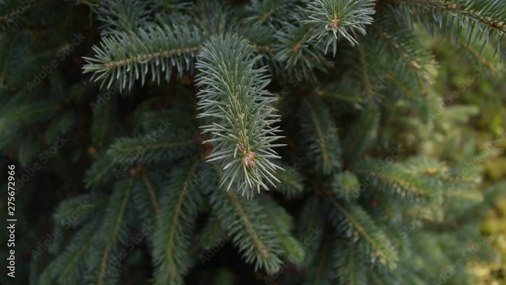 Beautiful background of green pine branches. Beautiful background of green pine branches.