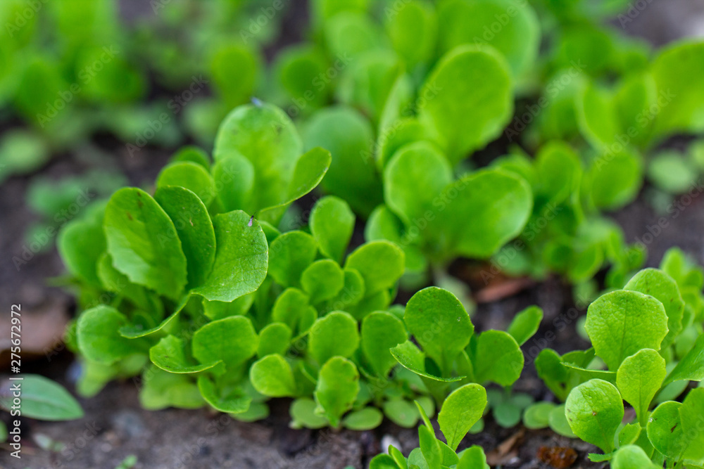 Fototapeta premium Baby lettuces growing in a garden