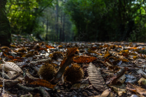 The mushrooms in the autumn's forest