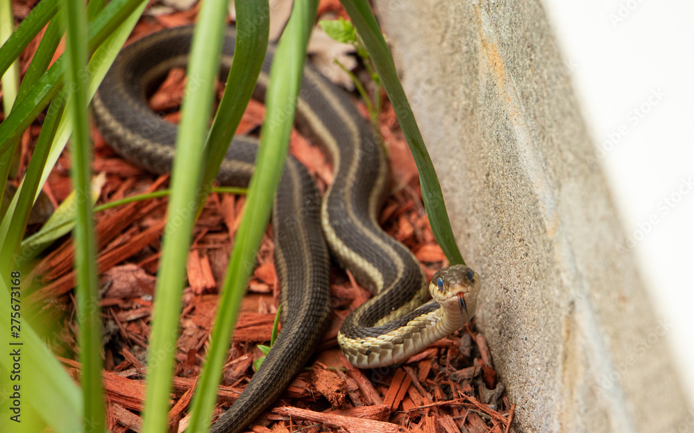 Obraz premium A Garter Snake in the Garden