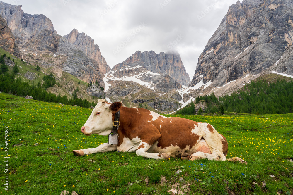 Cow on the background of the Marmolada massif. Val Rosalia, Dolomites, Italy.