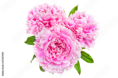 Fototapeta Naklejka Na Ścianę i Meble -  Three pink peony