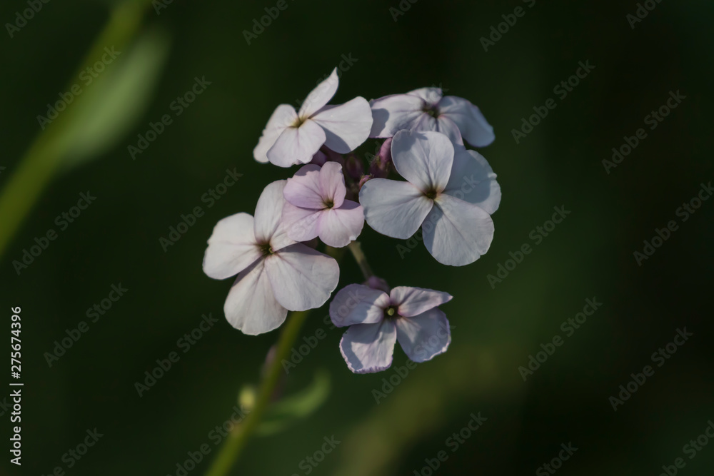 Fototapeta premium phlox flowers