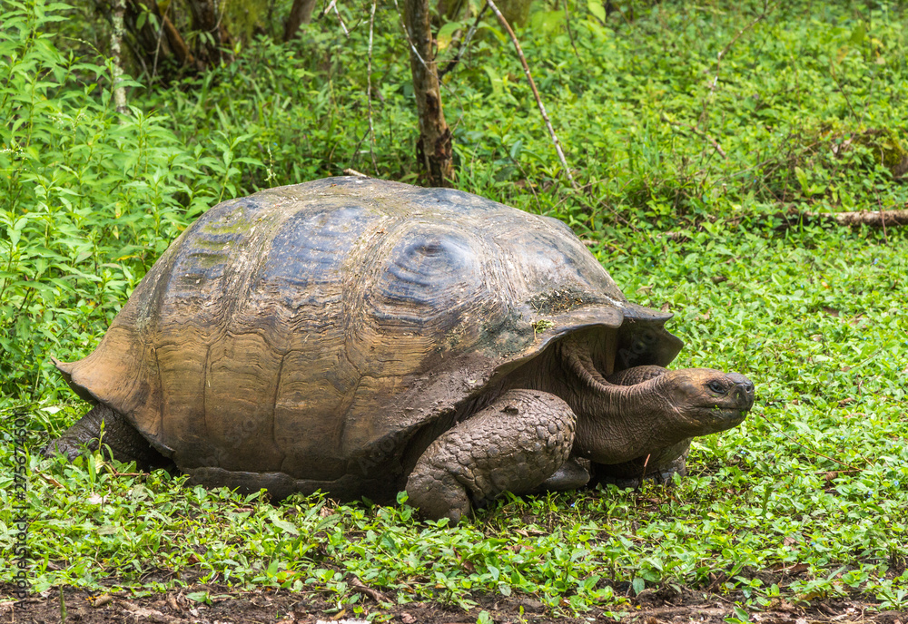 Fototapeta premium Galapagos giant tortoise