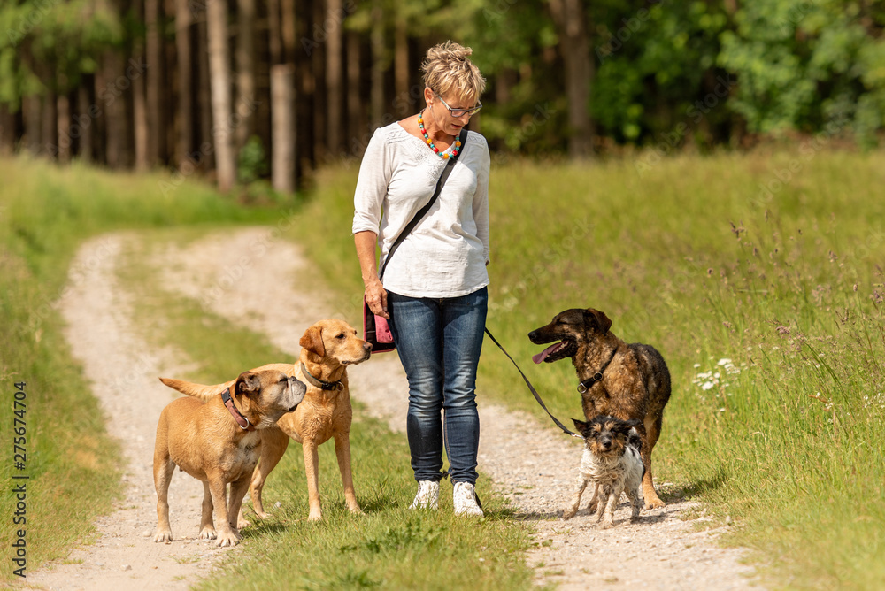 Do Dog Sitters Need A License