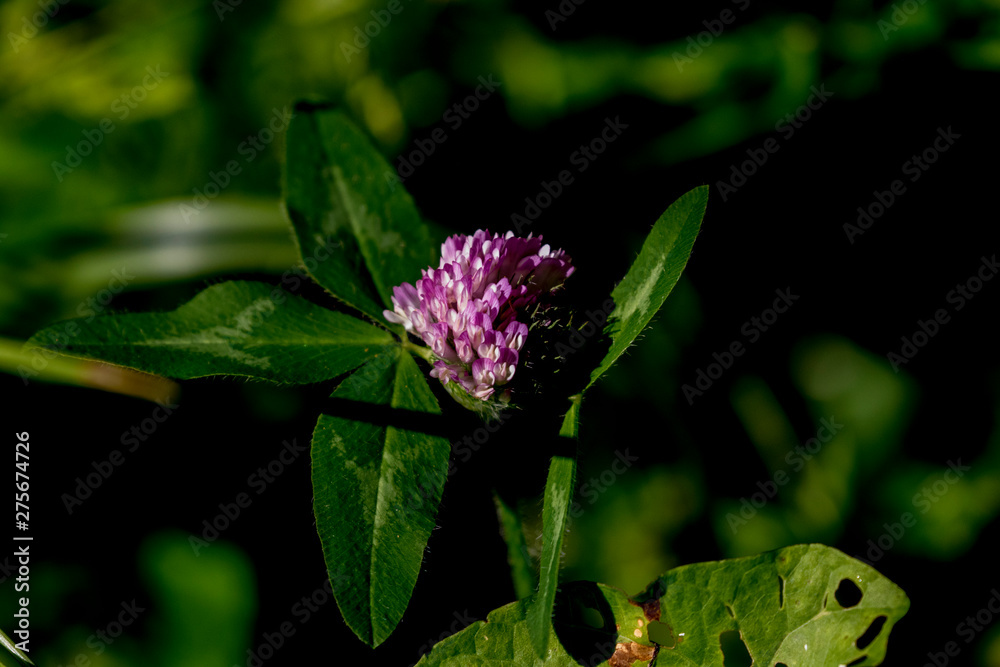 purple flower with green back ground purple flower with green back ground