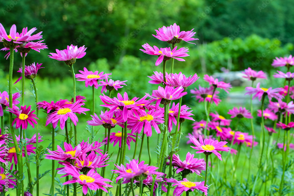 Decorative daisies on green background Decorative daisies on green background