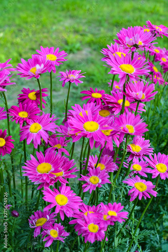 Colorful daisies on green background