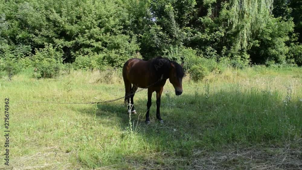 Dark brown horse on green grass in the Park.