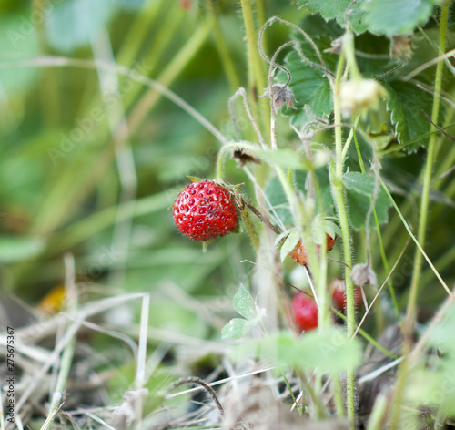 ripe strawberries in a summer