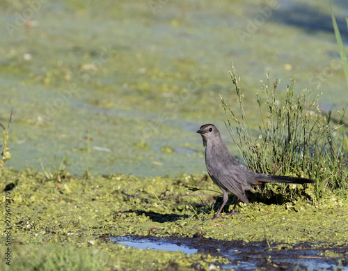 cat bird in swampy green waters photo