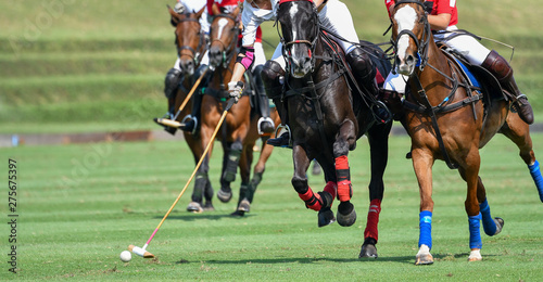 Horse polo player use a mallet hit ball, battle in horse polo sp