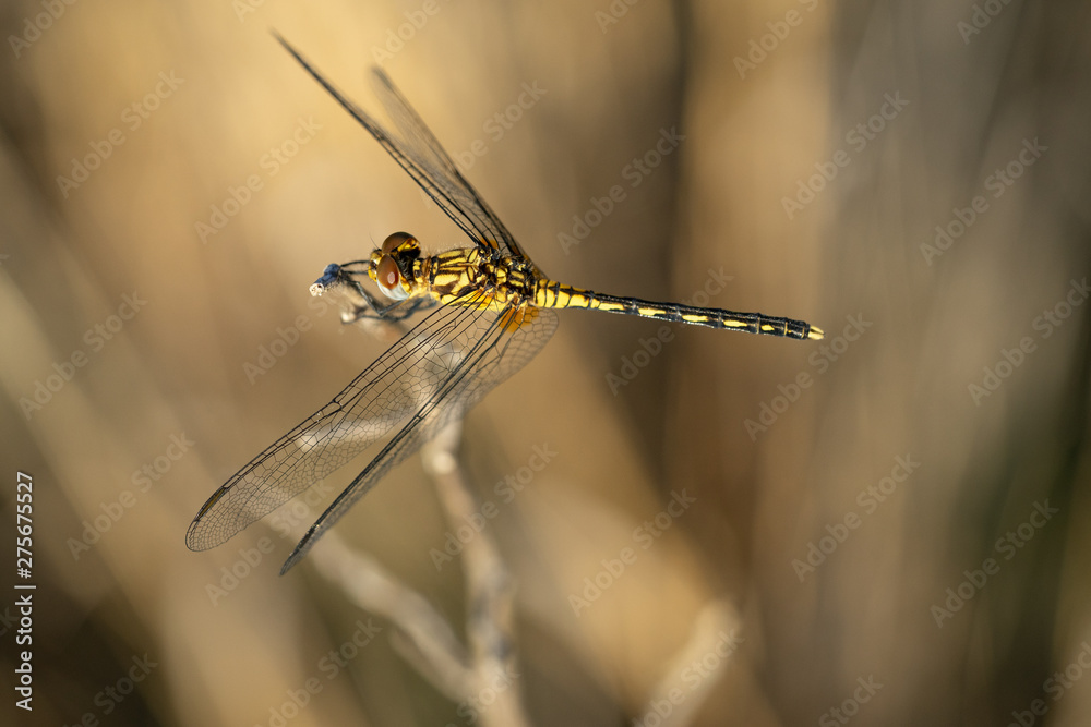 libellule jaune