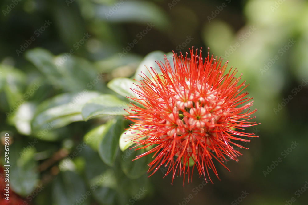 flower, nature, plant, green, red, garden,thistle, spring, flora, summer, flowers, macro, red, blossom, bloom, floral, beautiful, botany, leaves, natural, petals,Xanthostemon chrysanthus,Golden Penda flower, nature, plant, green, red, garden,thistle, spring, flora, summer, flowers, macro, red, blossom, bloom, floral, beautiful, botany, leaves, natural, petals,Xanthostemon chrysanthus,Golden Penda