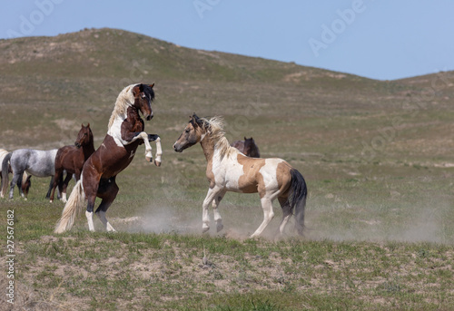 Beautiful Wild Horses In Spring in Utah © natureguy