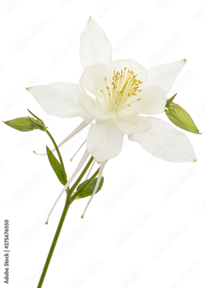 White flower of aquilegia, blossom of catchment closeup, isolated on white background