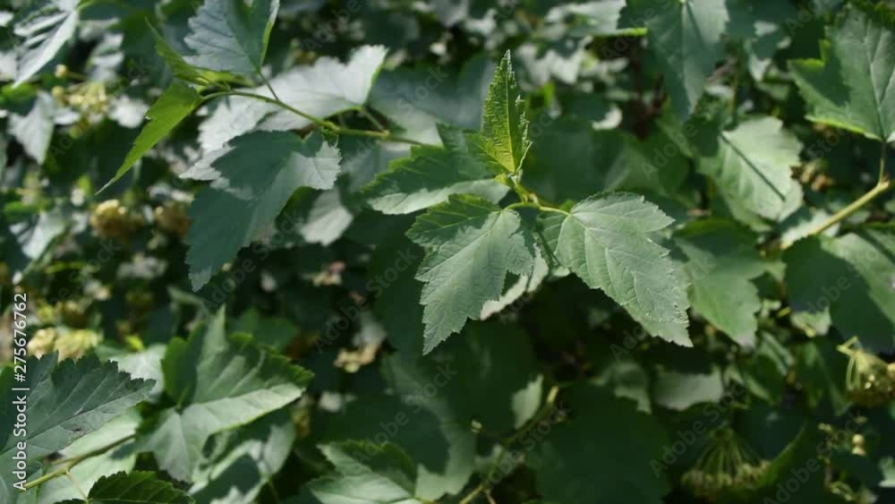 Lots of dark green foliage in the wind in motion. Lots of dark green foliage in the wind in motion.