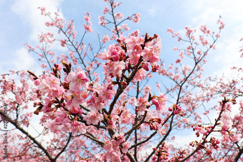 早咲きの桜のイメージ,sakura 早咲きの桜のイメージ,sakura