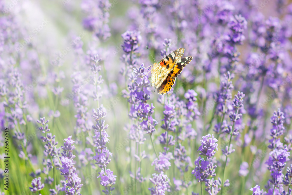 Lavender bushes with butterfly Lavender bushes with butterfly