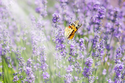 Lavender bushes with butterfly © Shcherbyna