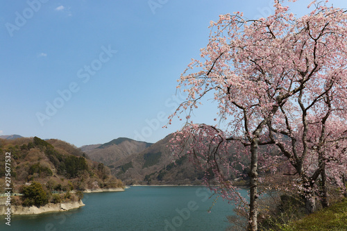 丹沢湖と桜 神奈川県,lake tanzawa,yamakita,kanagawa,japan