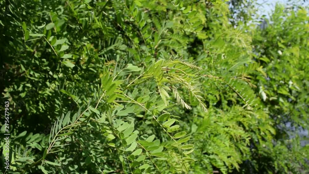 A lot of different green leaves. A lot of different green leaves.