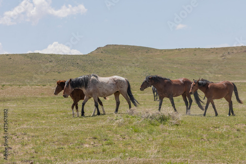Beautiful Wild Horses In Spring in Utah © natureguy