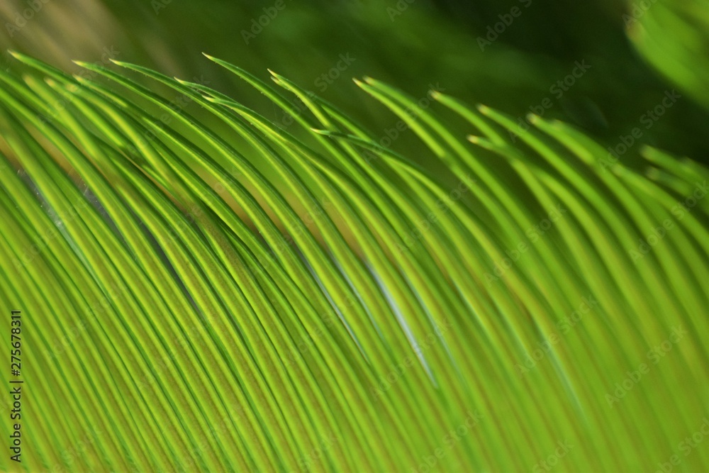 Beautiful natural green fresh leafs