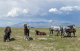 Beautiful Wild Horses In Spring in Utah