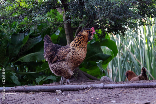 Healthy Chicken walking outdoors : birds in Free Range Poultry Farm with green background