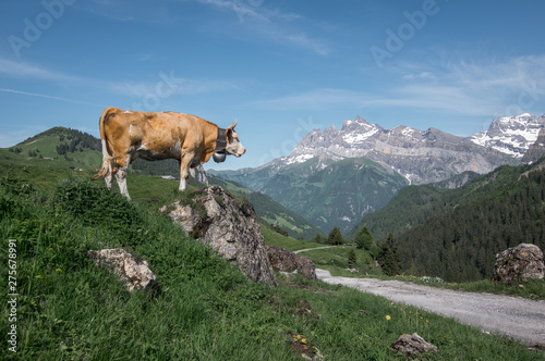 a cow in the mountains of switzerland