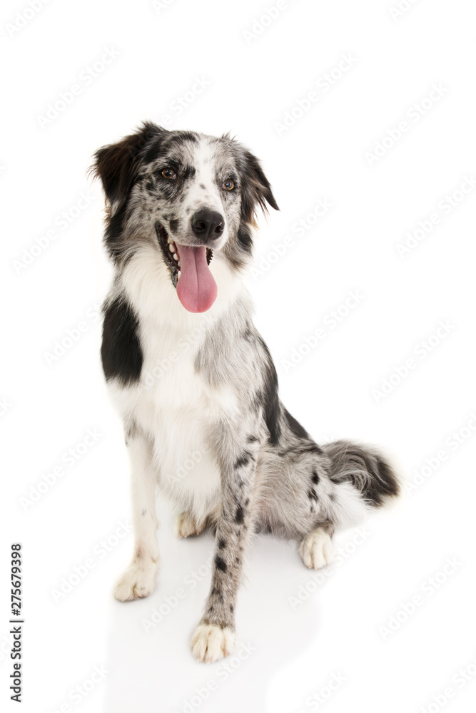 PORTRAIT OF HAPPY BLUE MERLE BORDER COLLIE ISOLATED ON WHITE BACKGROUND. PORTRAIT OF HAPPY BLUE MERLE BORDER COLLIE ISOLATED ON WHITE BACKGROUND.