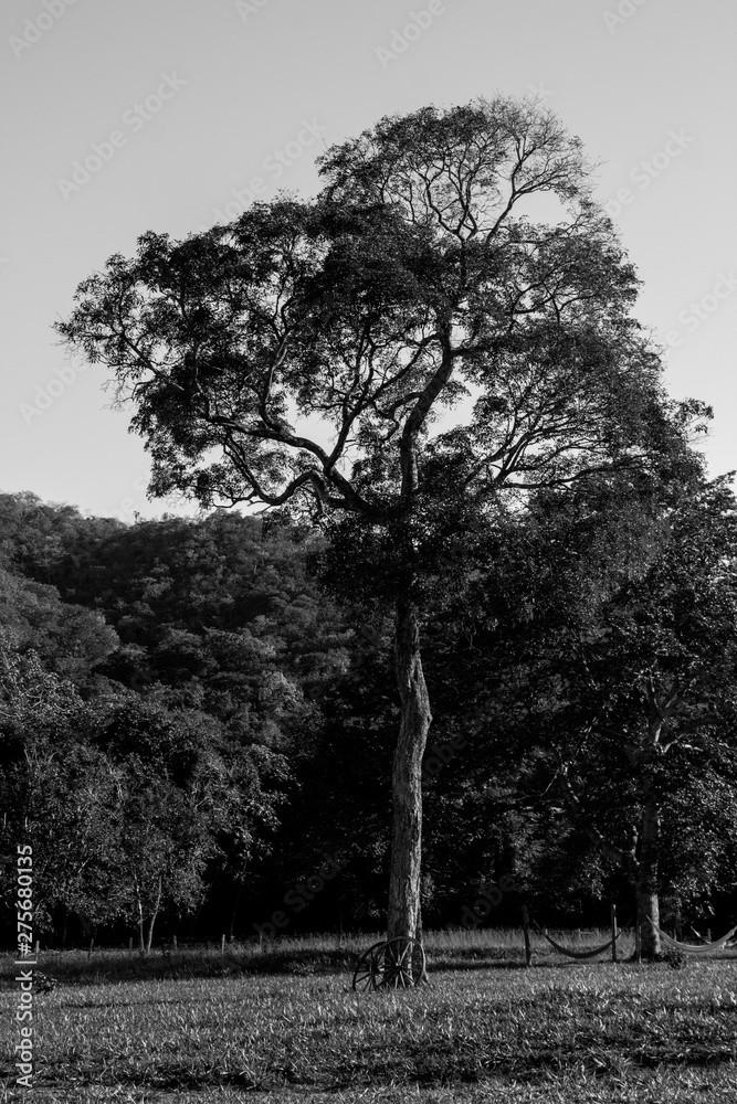 Naklejka premium tree in fog