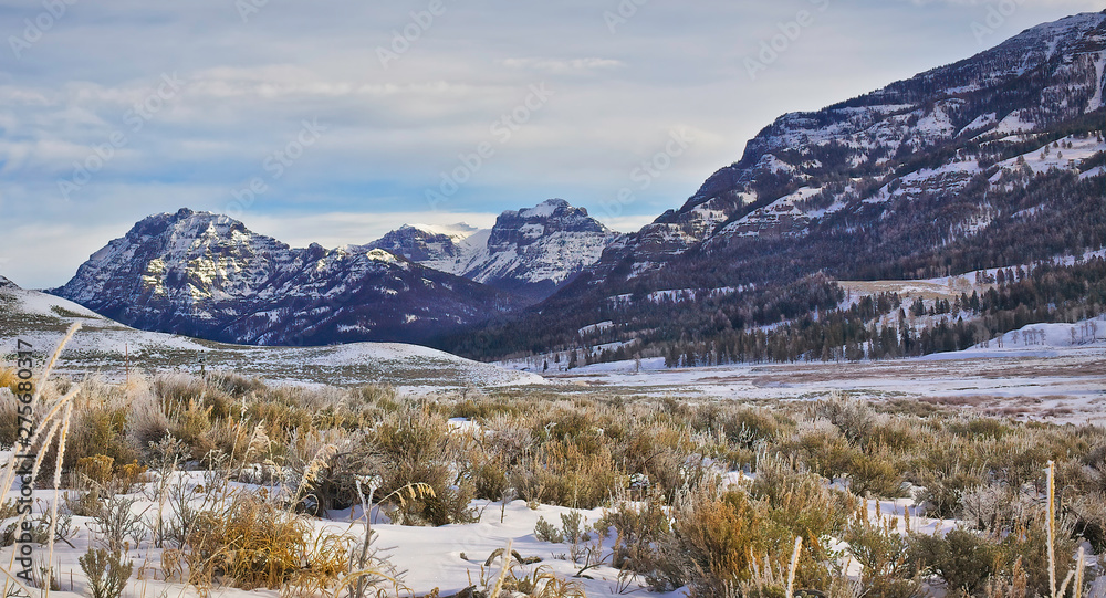 Fototapeta Winter in Yellowstone National Park: Wildlife and Landscapes