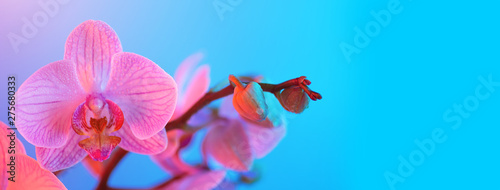 delicate pink Orchid with dew drops close-up on light blue background
