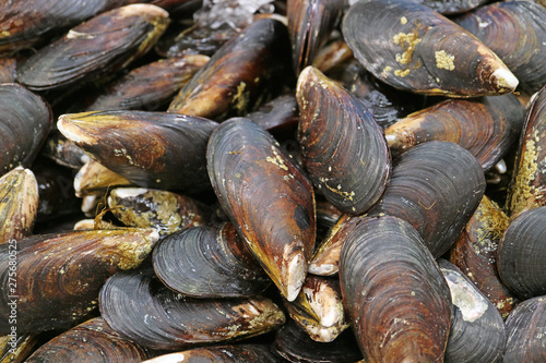 Pile of fresh mussels on ice at the market 