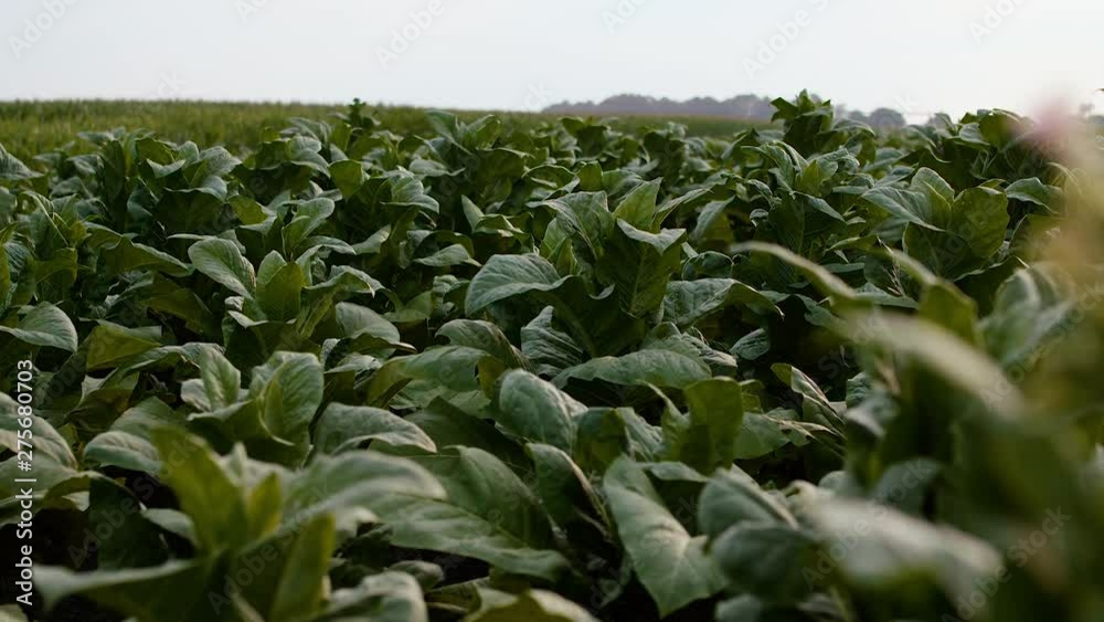 A tobacco field in eastern North Carolina. A tobacco field in eastern North Carolina.
