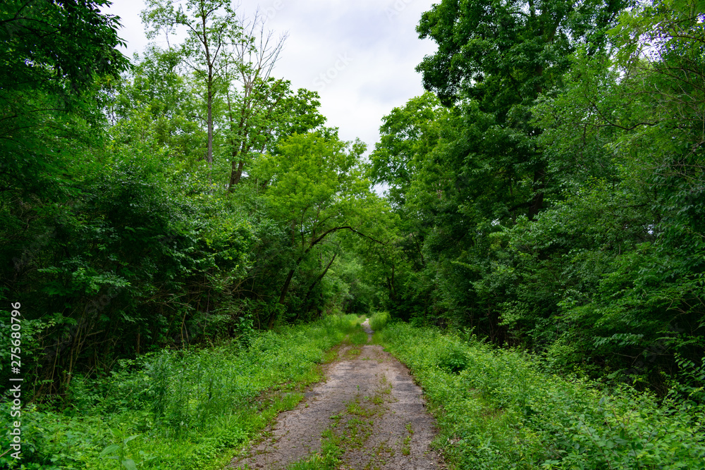 Forest Trail with Lush Green Plants and Trees at Red Gate Woods in Suburban Chicago Forest Trail with Lush Green Plants and Trees at Red Gate Woods in Suburban Chicago