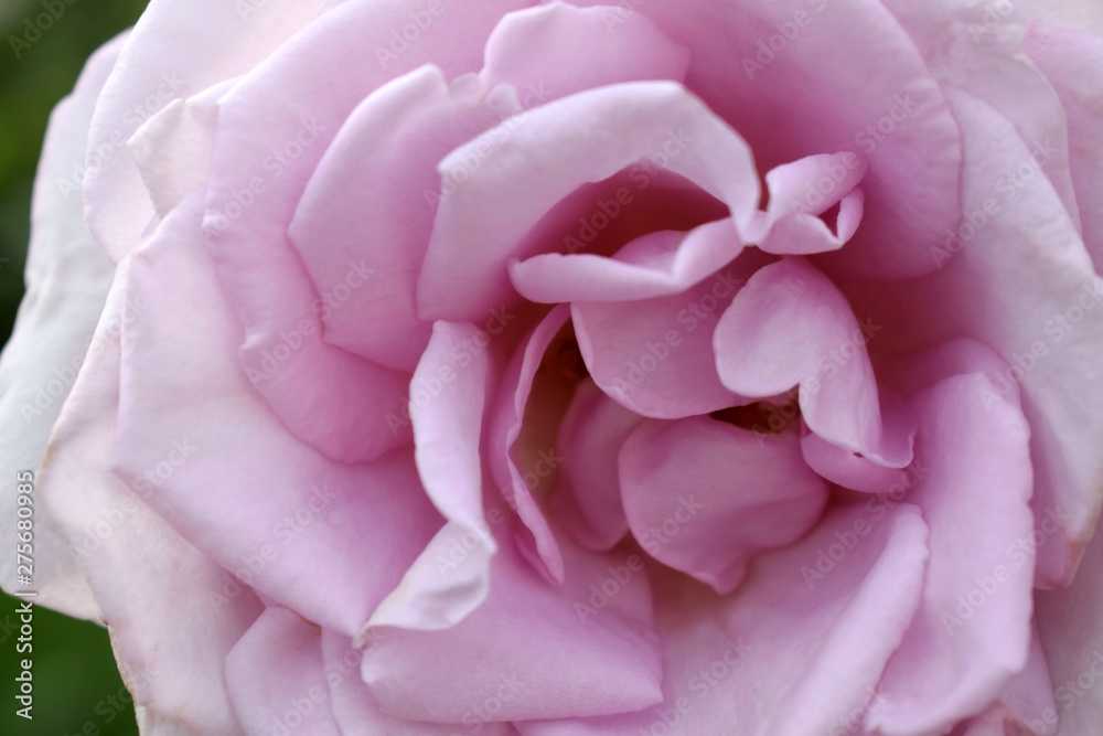 Obraz premium Close-up of a beautiful pink rose on the flowerbed in the garden