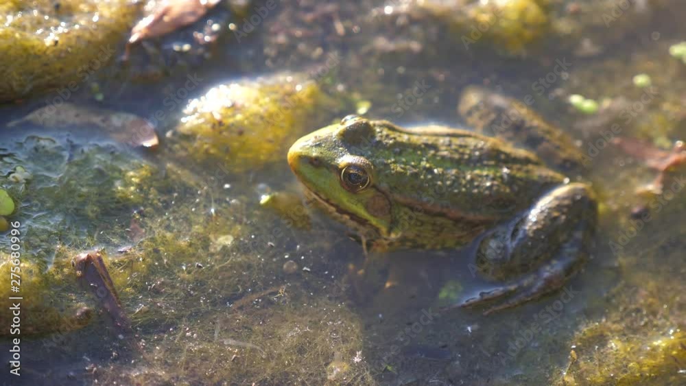 green frog in the pond in a swamp. Rana Esculenta . frog on nature lifestyle in water. animal wild concept green frog in the pond in a swamp. Rana Esculenta . frog on nature lifestyle in water. animal wild concept