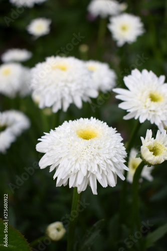 White terry chamomiles on the flower bed in the garden