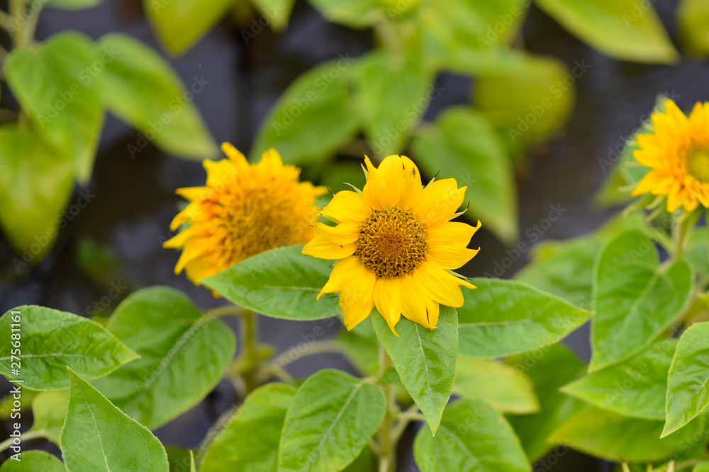 yellow chrysanyellow chrysanthemum flowers and sunflowers on green backgroundthemum flowers and sunflowers on green background yellow chrysanyellow chrysanthemum flowers and sunflowers on green backgroundthemum flowers and sunflowers on green background