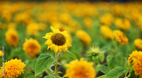 yellow chrysanyellow chrysanthemum flowers and sunflowers on green backgroundthemum flowers and sunflowers on green background