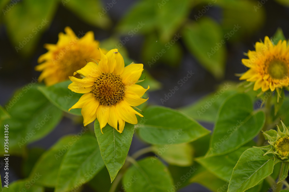 yellow chrysanthemum flowers and sunflowers on green background yellow chrysanthemum flowers and sunflowers on green background