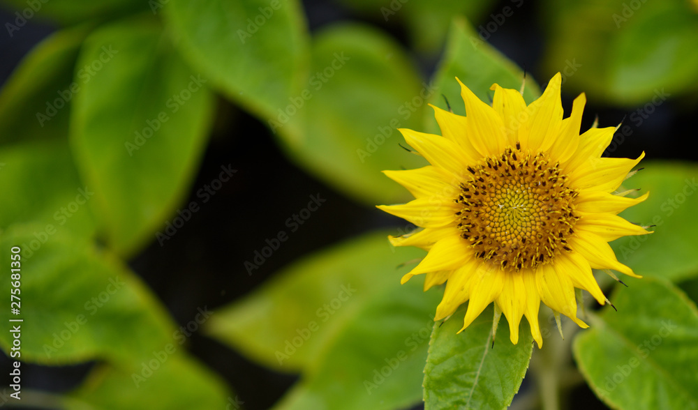 yellow chrysanyellow chrysanthemum flowers and sunflowers on green backgroundthemum flowers and sunflowers on green background yellow chrysanyellow chrysanthemum flowers and sunflowers on green backgroundthemum flowers and sunflowers on green background