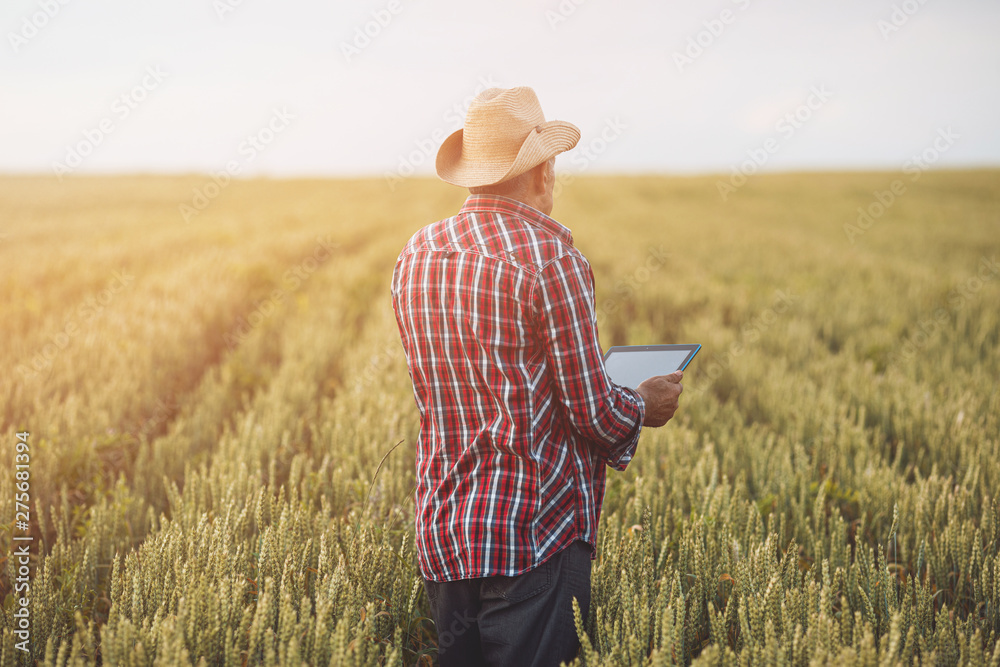 Farmers with tablet in a wheat field. Smart farming, using modern technologies in agriculture.