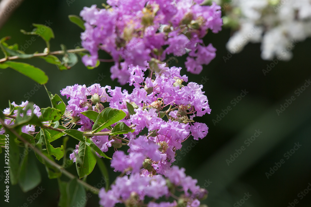 Close up Pink mix white Tabebuia rosea blossom Close up Pink mix white Tabebuia rosea blossom