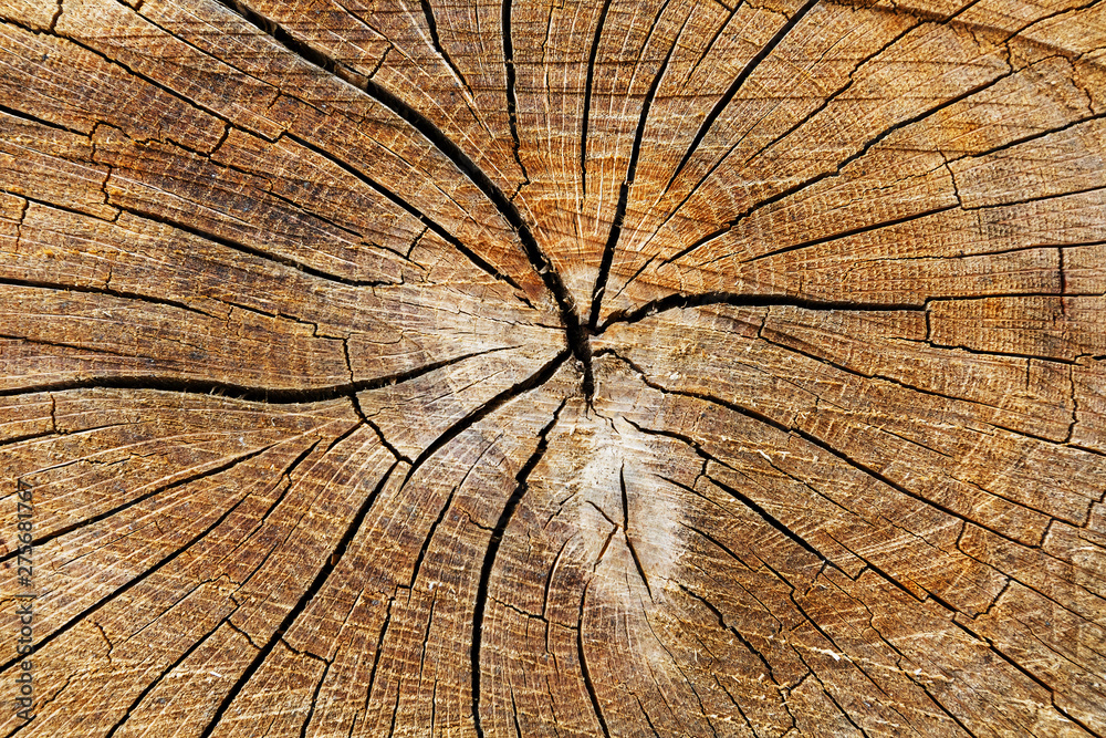 Fototapeta premium The stump of a felled tree, a cut of the trunk with annual rings and cracks, the texture of the sawed stump